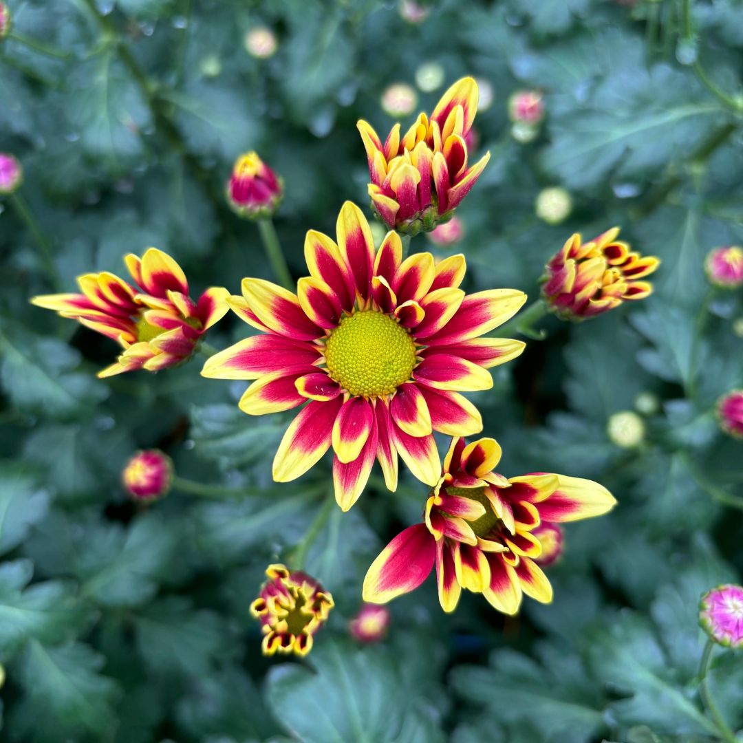 FLOWER SUPPLAY